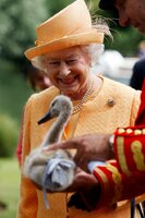 Creation of the ring is timed to coincide with the 60th anniversary,"Diamond Jubilee", of the rule of the British Queen Elizabeth II, the Queen of Swans.