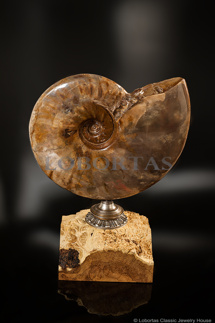 acacia-silver-ammonite-decorative-object-180515-3-1.jpg