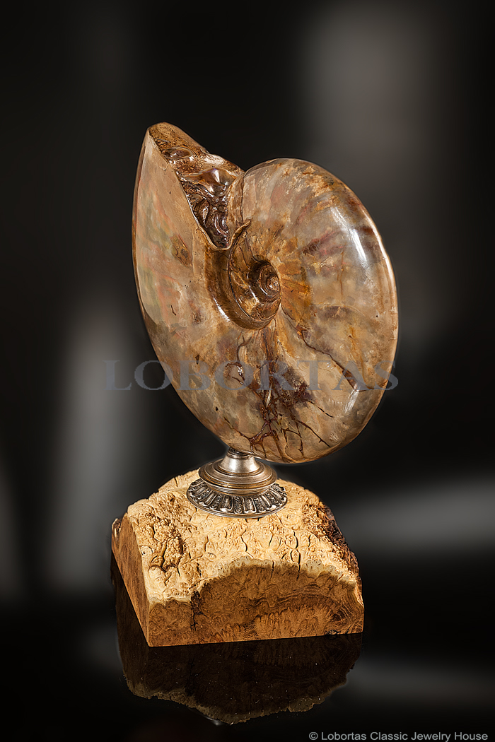 acacia-silver-ammonite-decorative-object-180515-3-2.jpg